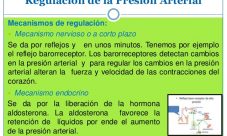 Mecanismos que regulan la presión arterial Mecanismos que regulan la presión arterial